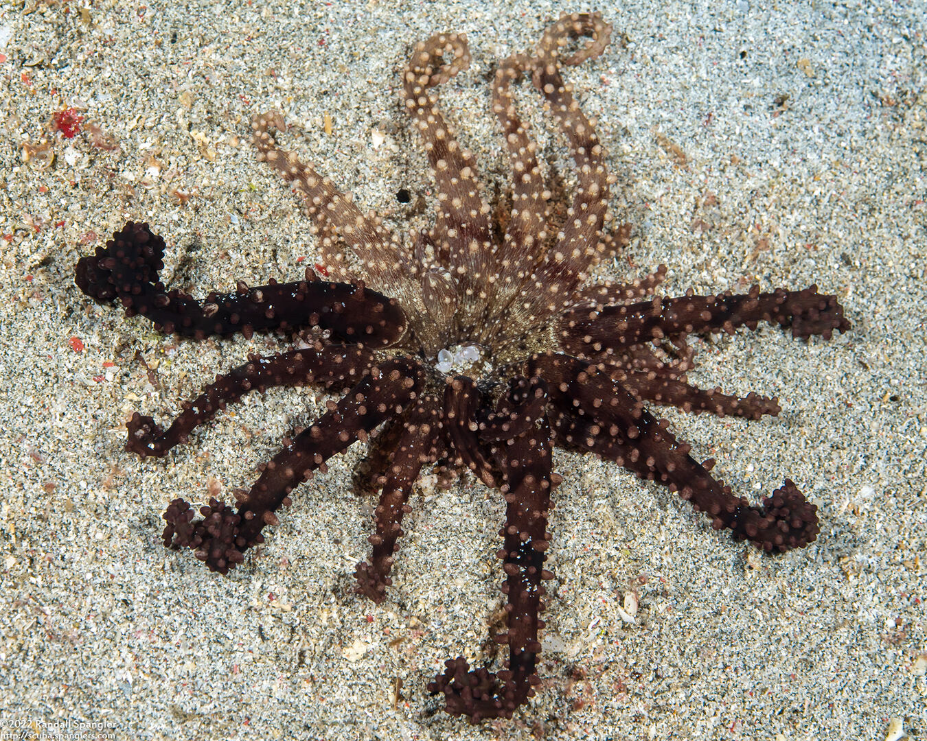 Actinostephanus haeckeli (Haeckel's Sand Anemone)