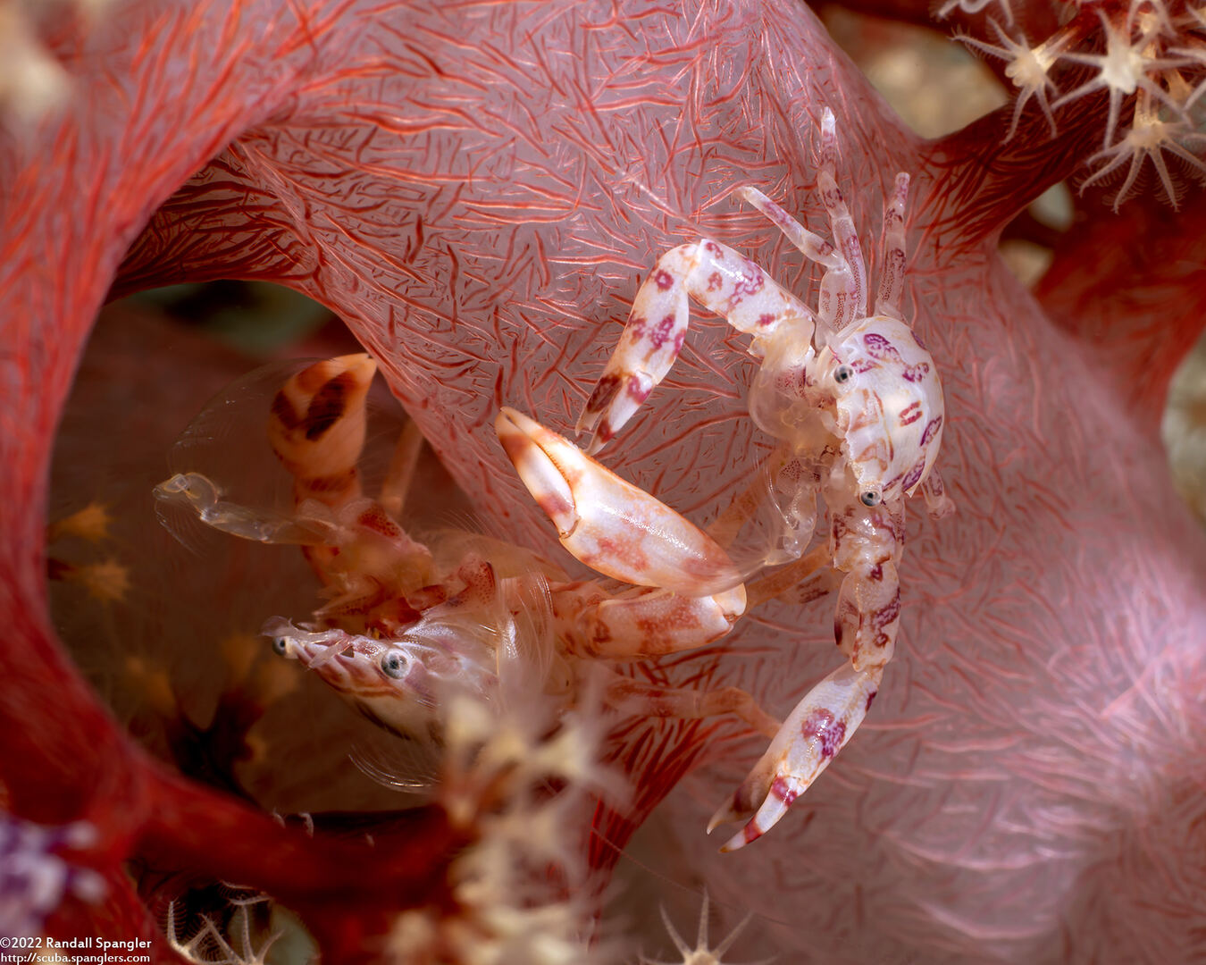 Lissoporcellana quadrilobata (Four-Lobed Porcelain Crab)