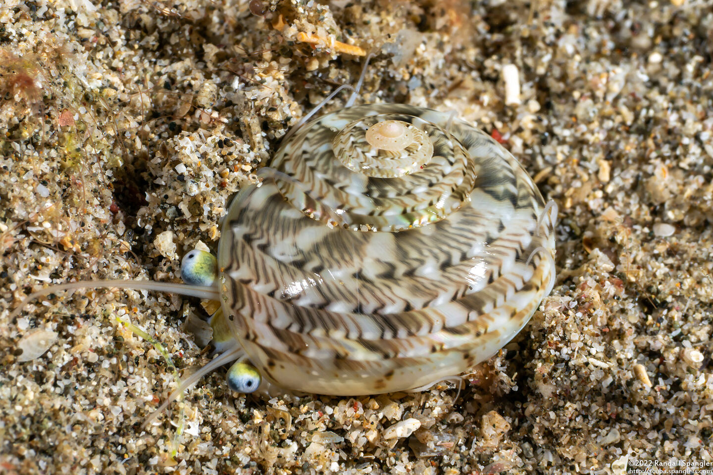 Ethalia guamensis (Guam Button Top Shell)