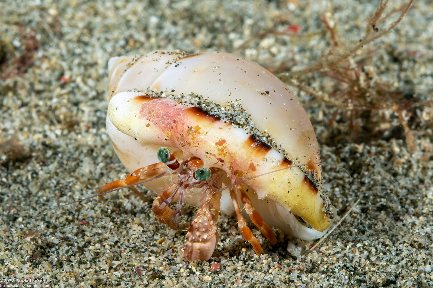 Dardanus pedunculatus (Anemone Hermit Crab)
