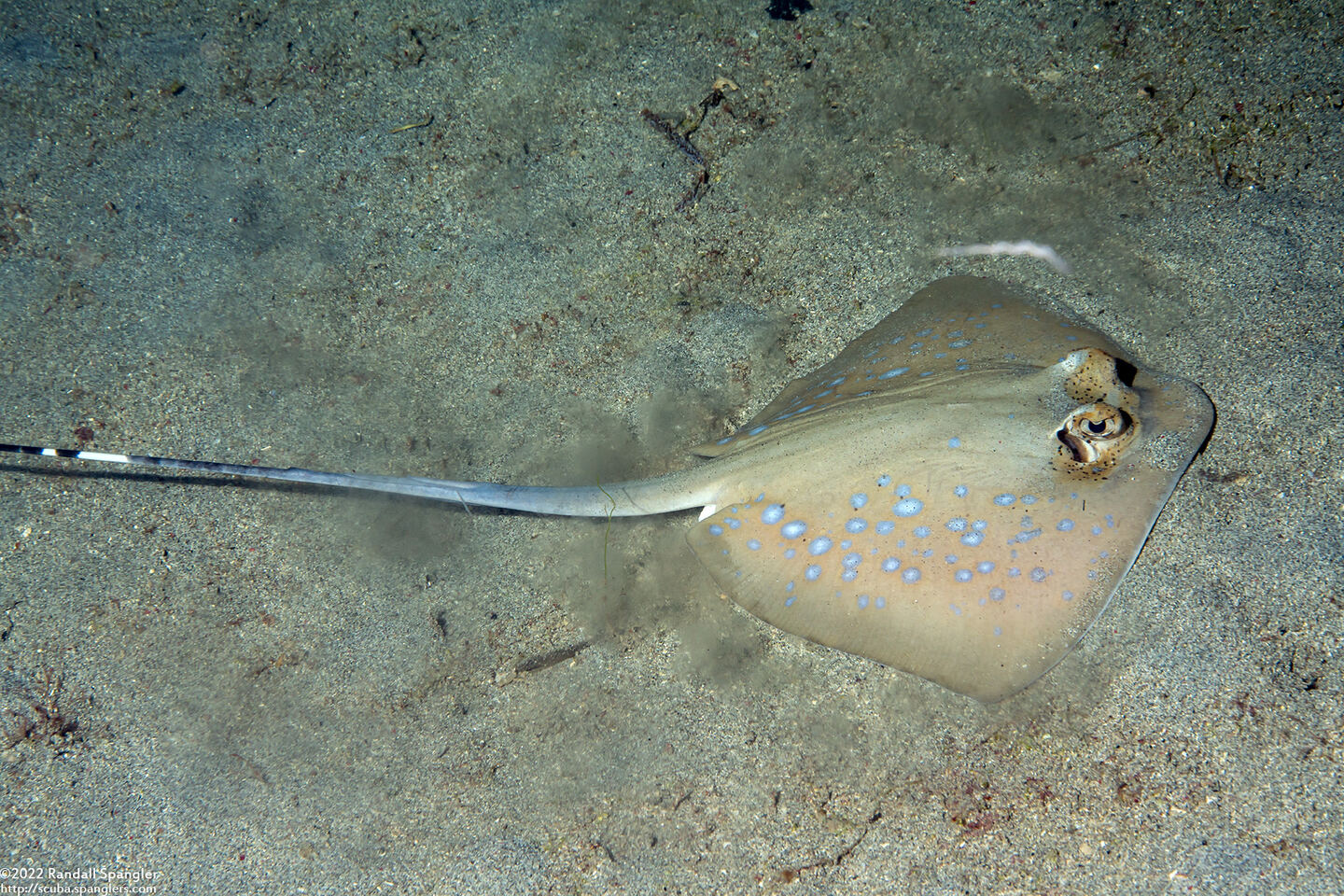 Neotrygon kuhlii (Blue-Spotted Stingray)