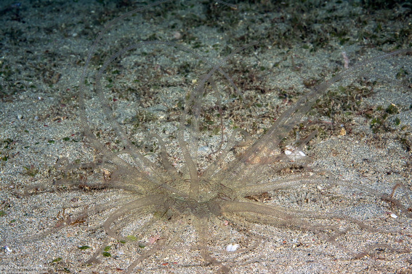 Dofleinia armata (Armed Anemone)