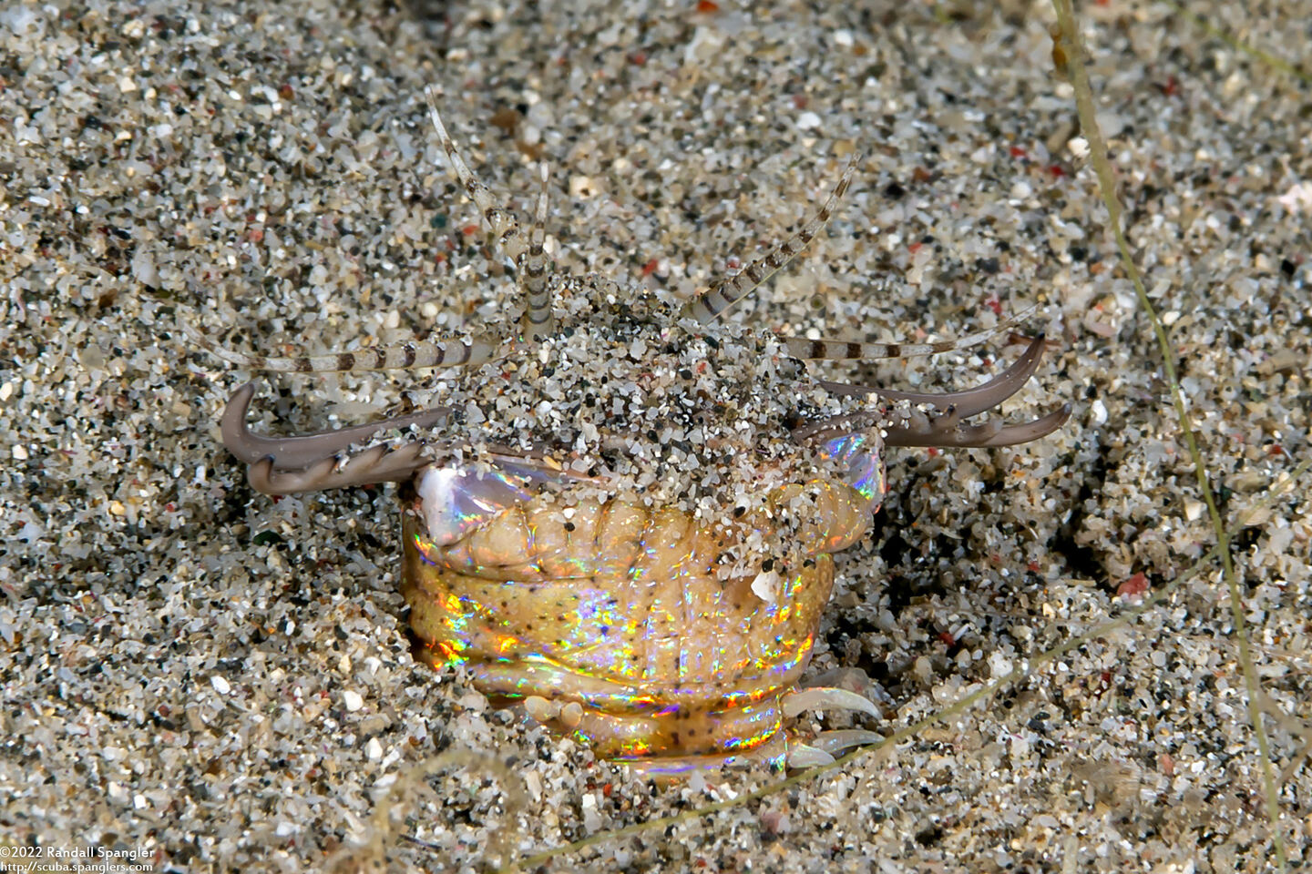 Eunice aphroditois (Bobbit Worm)
