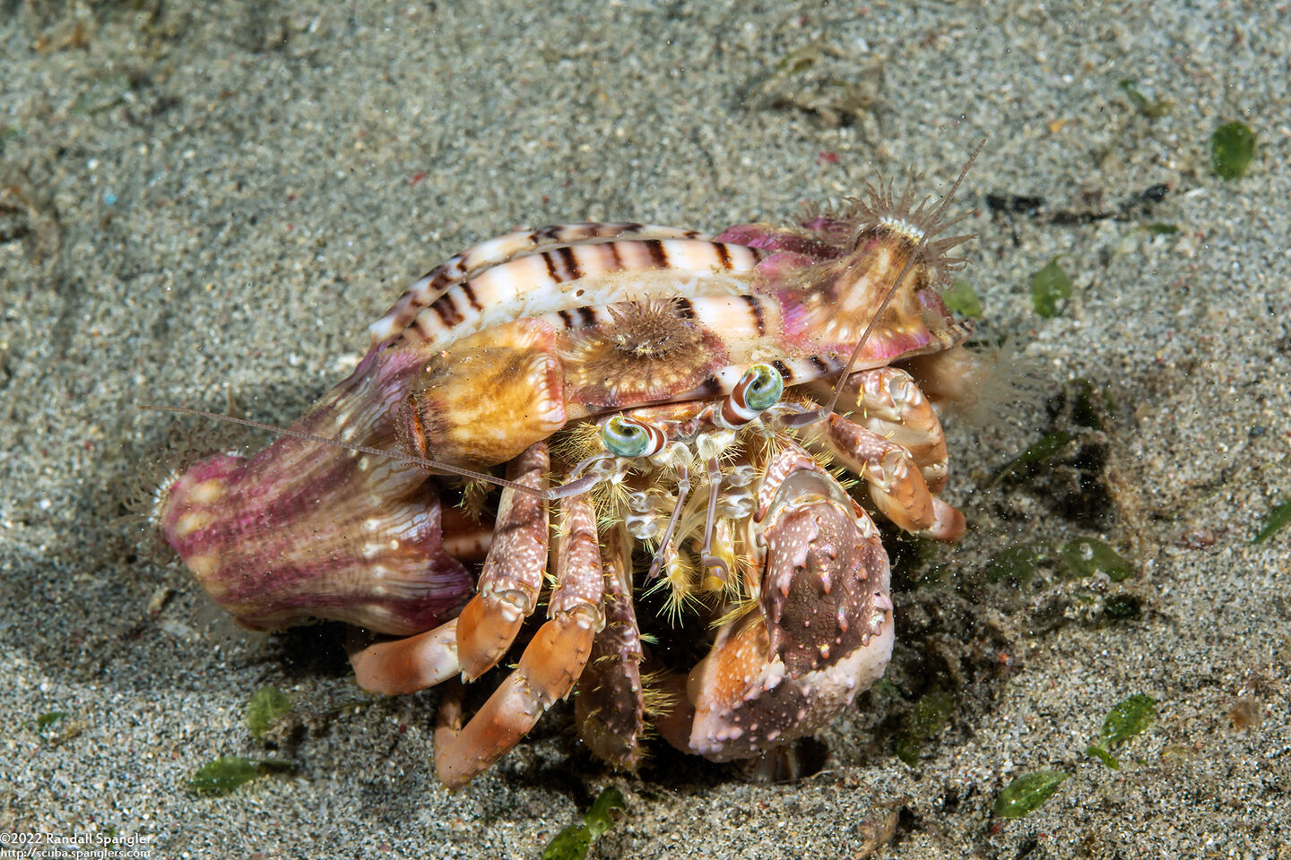 Dardanus pedunculatus (Anemone Hermit Crab)