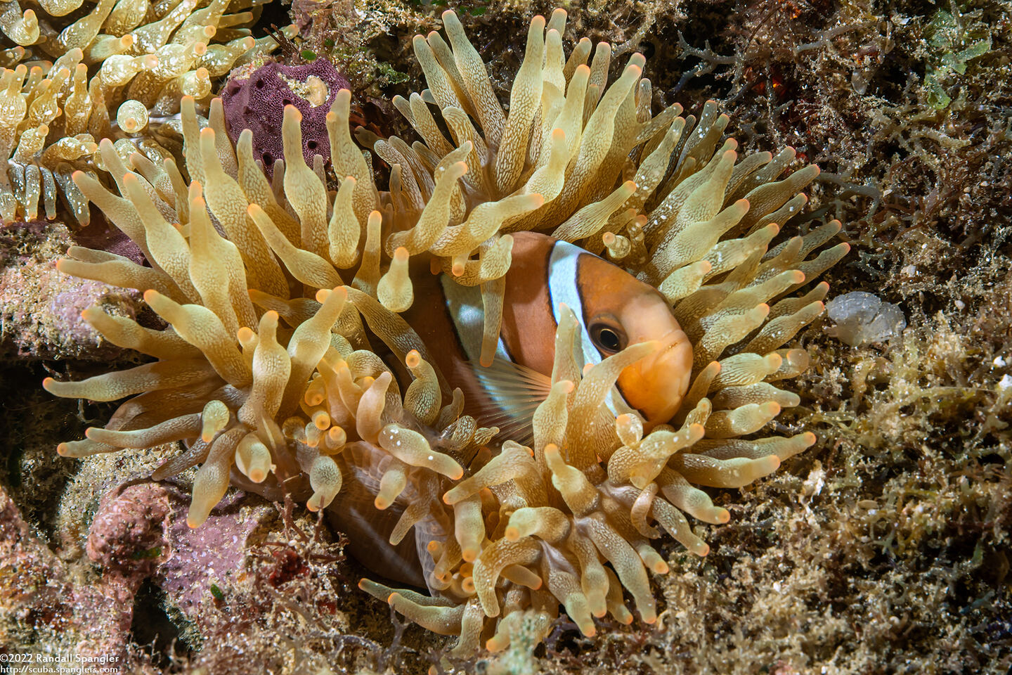 Amphiprion clarkii (Clark's Anemonefish)