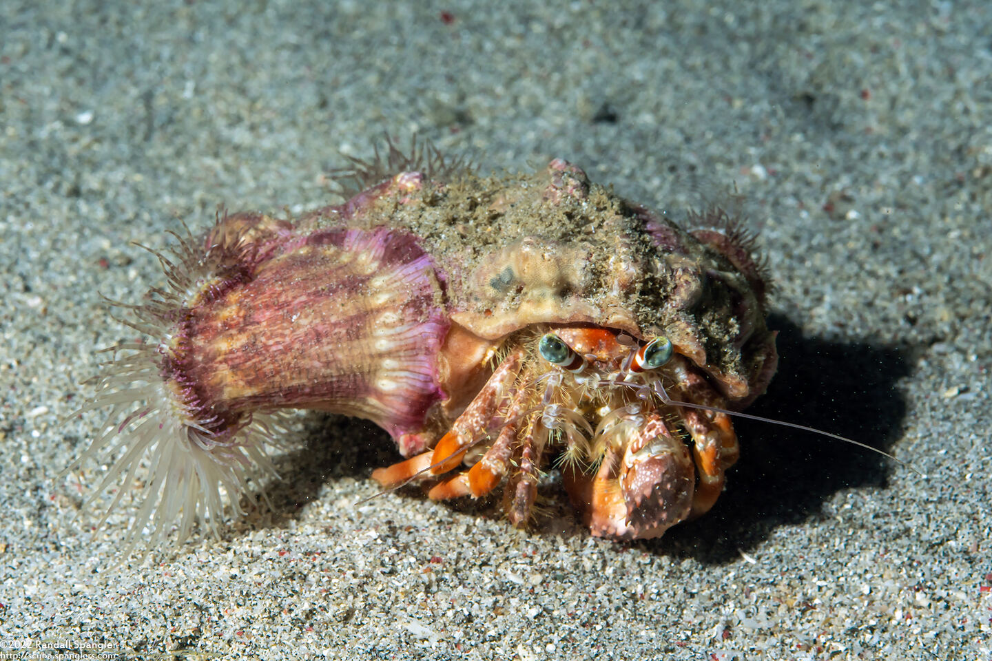 Dardanus pedunculatus (Anemone Hermit Crab)