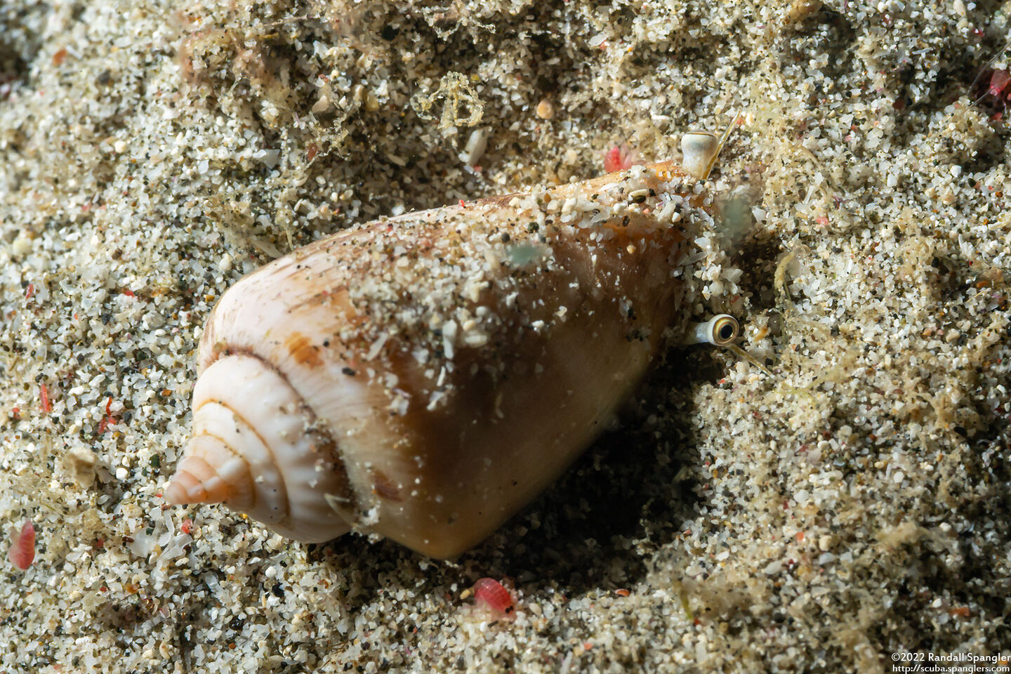 Conomurex luhuanus (Blood Mouth Conch)