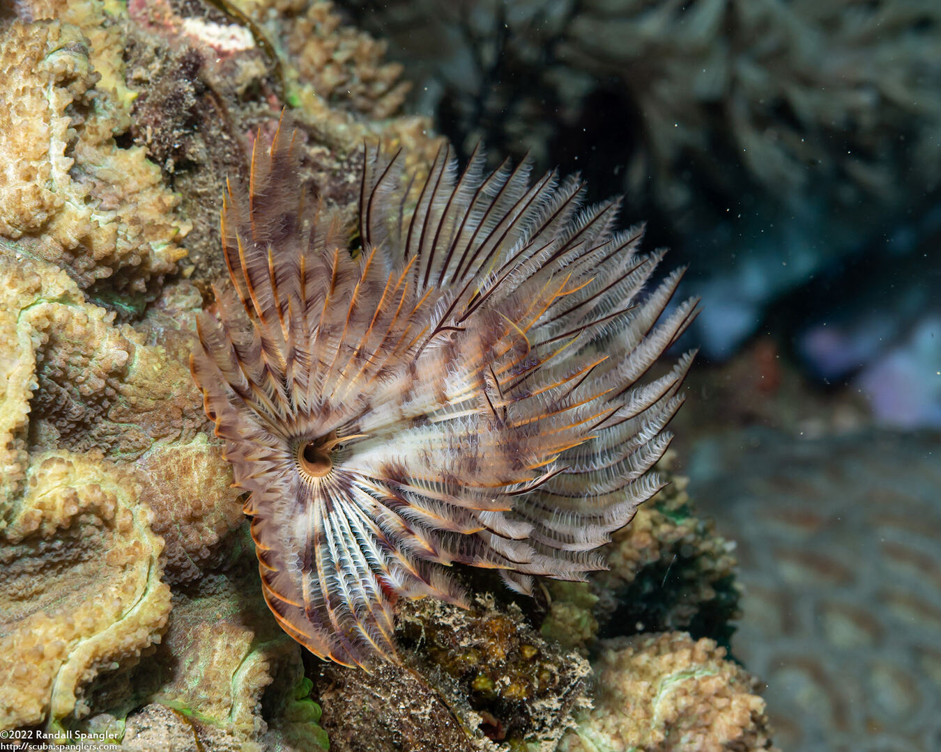 Sabellastarte spectabilis (Common Feather Duster Worm)