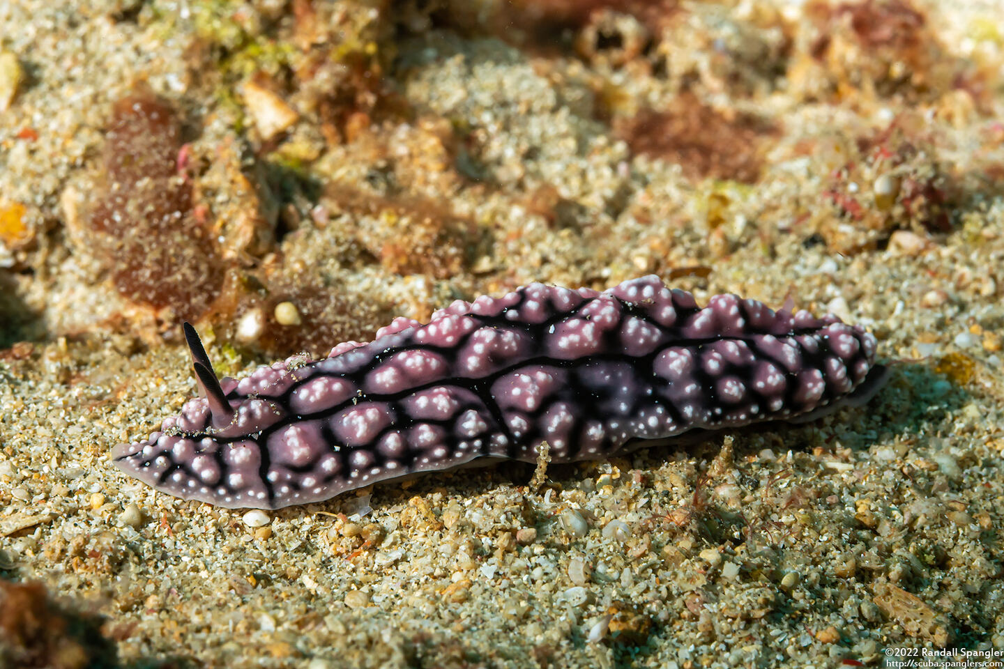 Phyllidiopsis fissurata (Phyllidiopsis Fissurata)