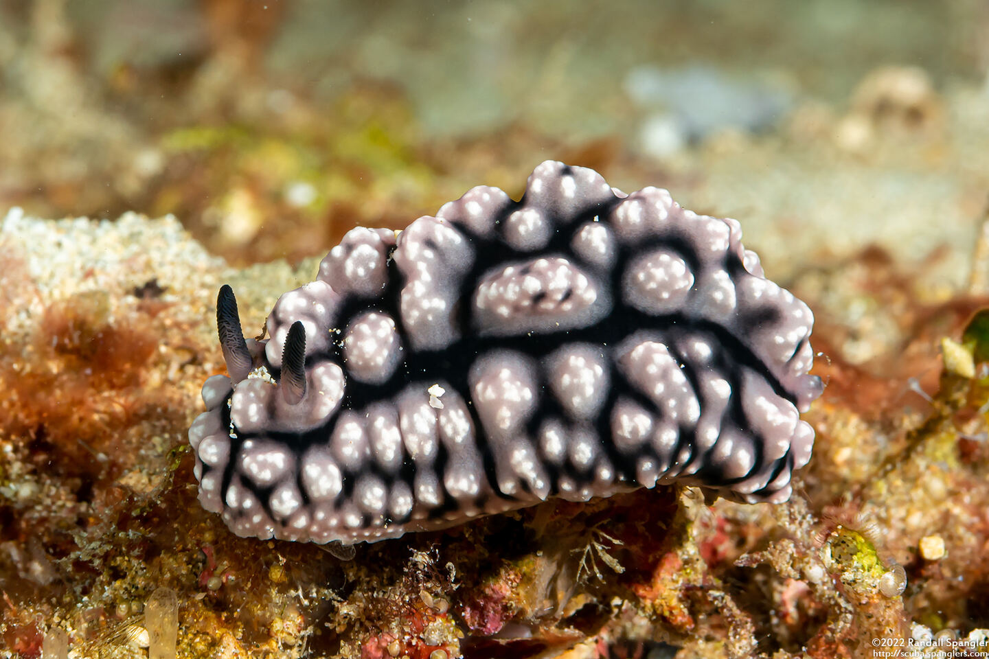 Phyllidiopsis fissurata (Phyllidiopsis Fissurata)
