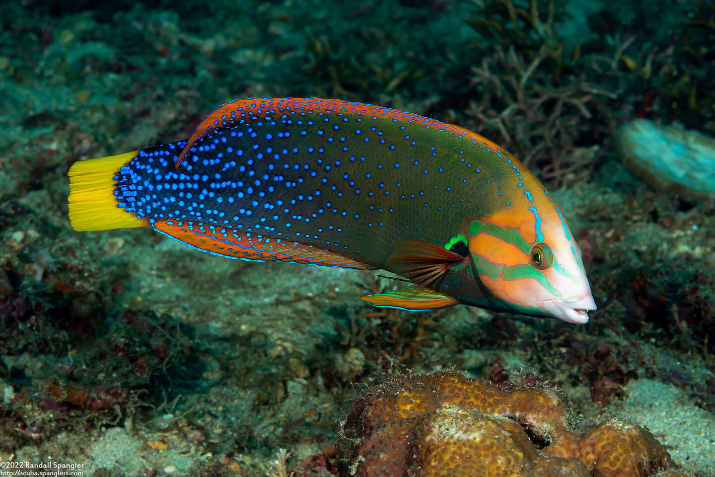 Coris gaimard (Yellowtail Coris)