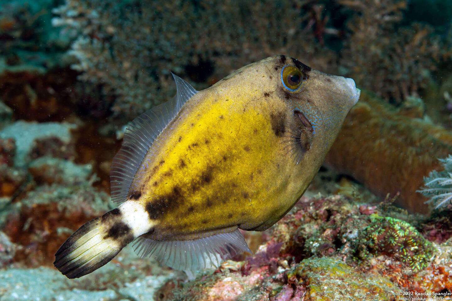 Cantherhines fronticinctus (Spectacled Filefish)
