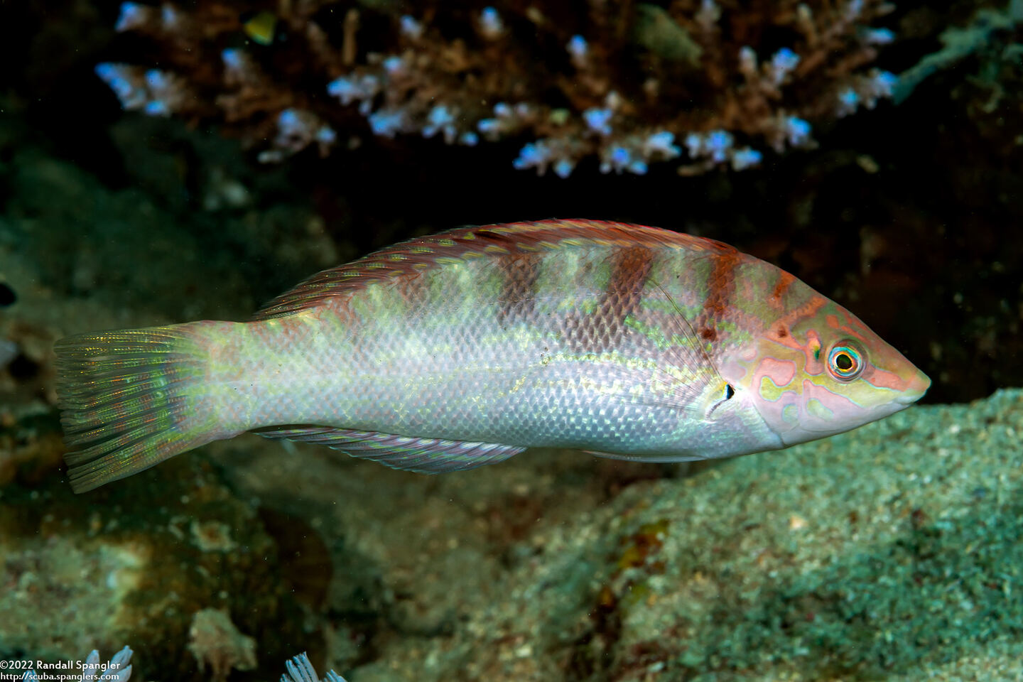 Coris batuensis (Batu Coris)