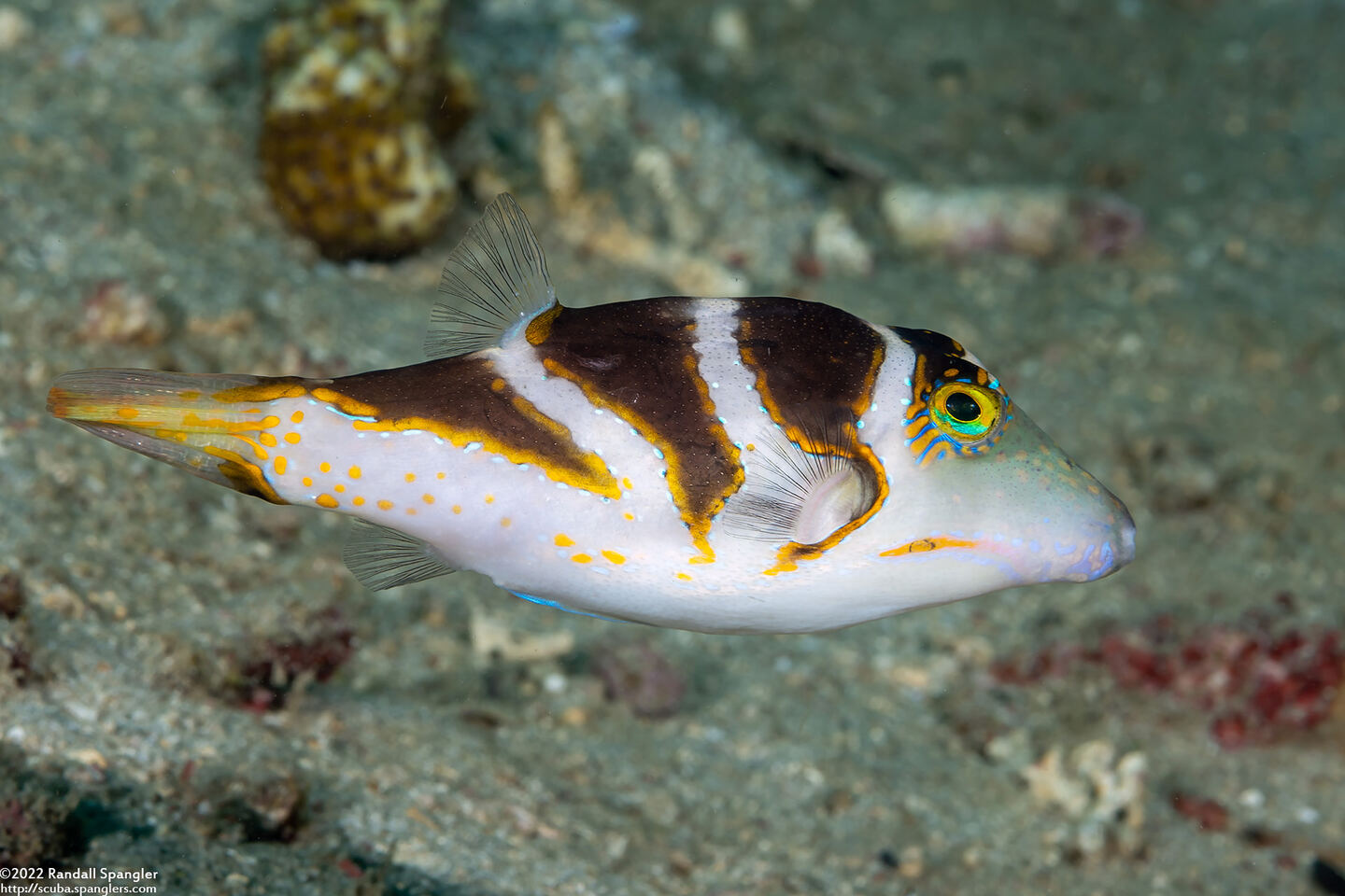 Canthigaster coronata (Crowned Toby)