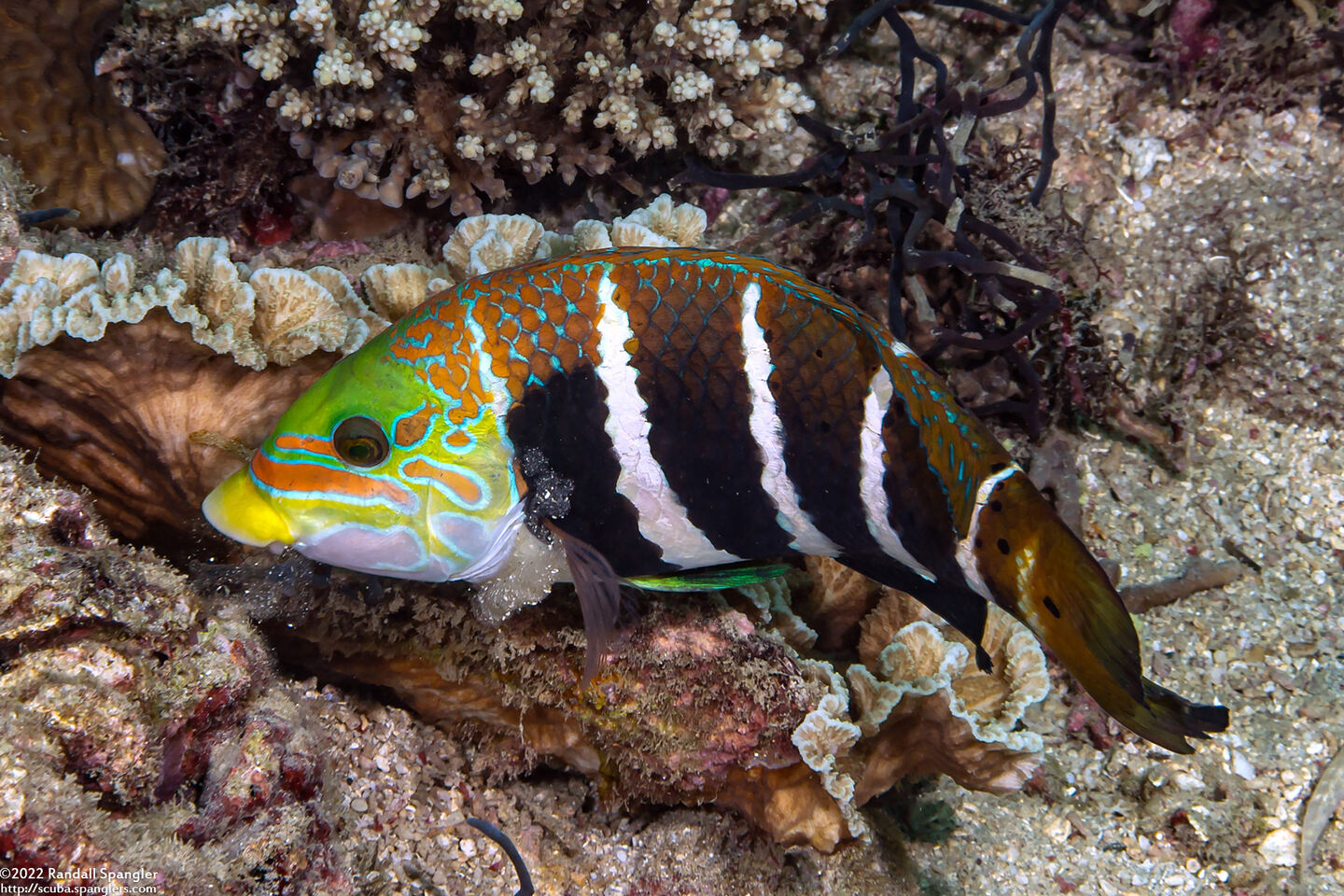Hemigymnus fasciatus (Barred Thicklip)