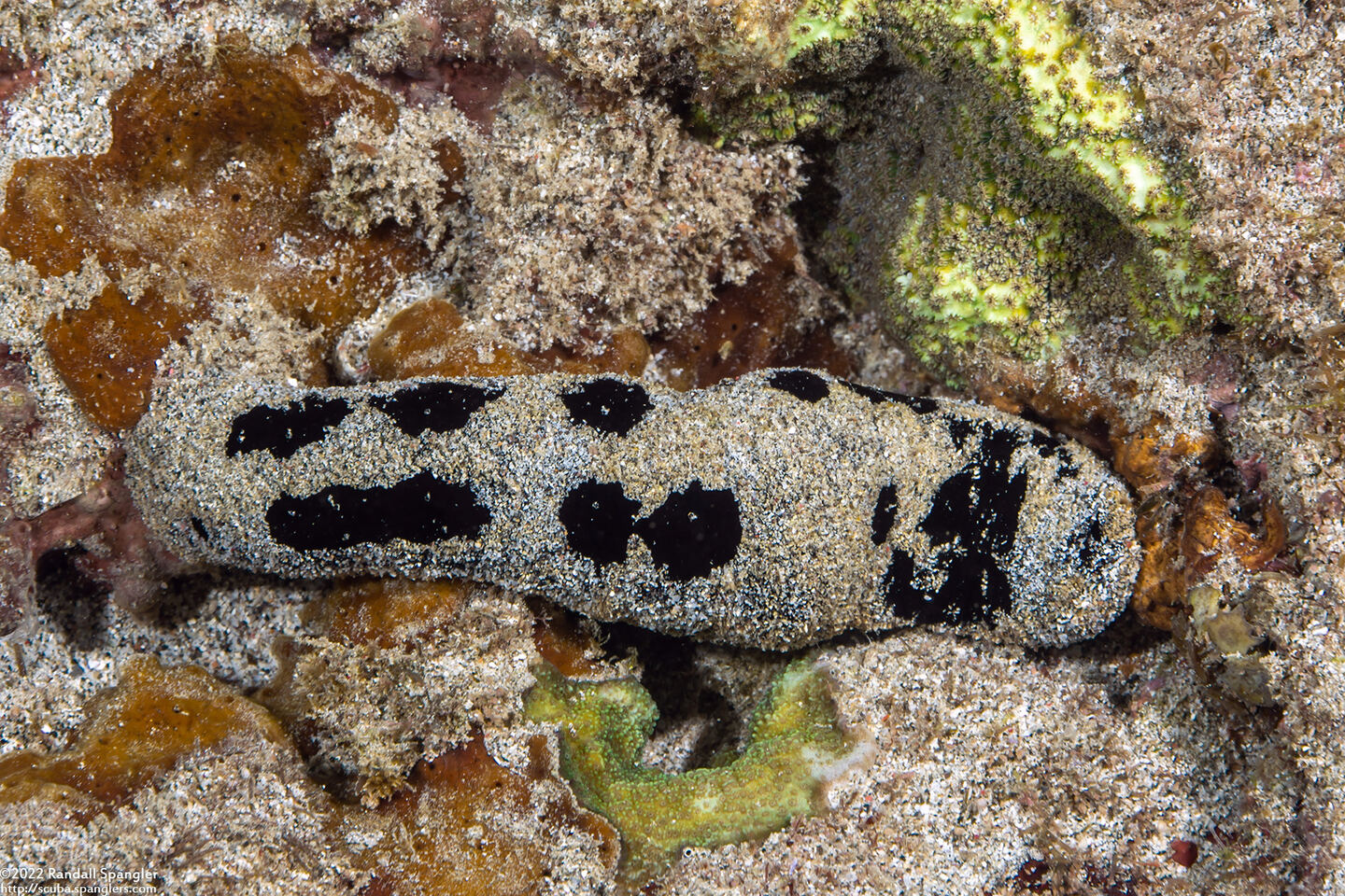 Holothuria atra (Black Sea Cucumber)