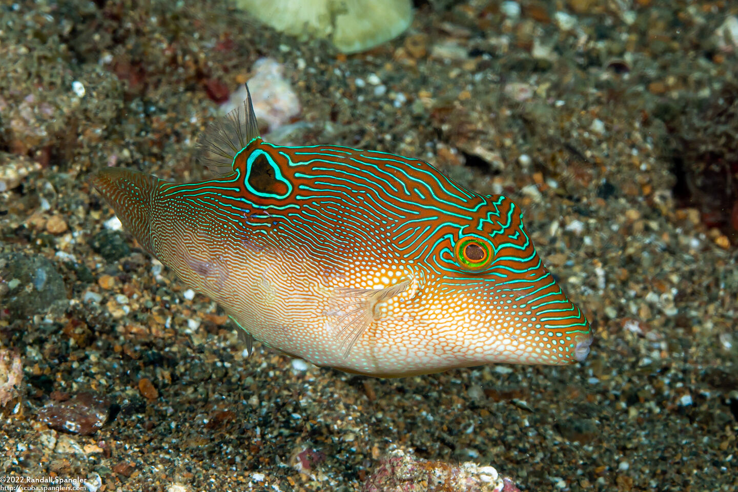 Canthigaster compressa (Fingerprint Toby)