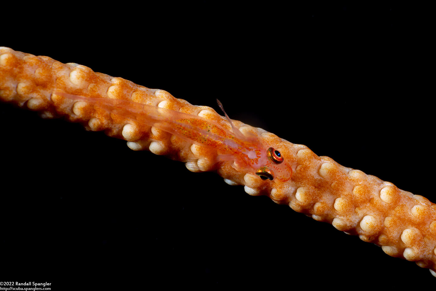 Bryaninops amplus (Large Whip Goby)