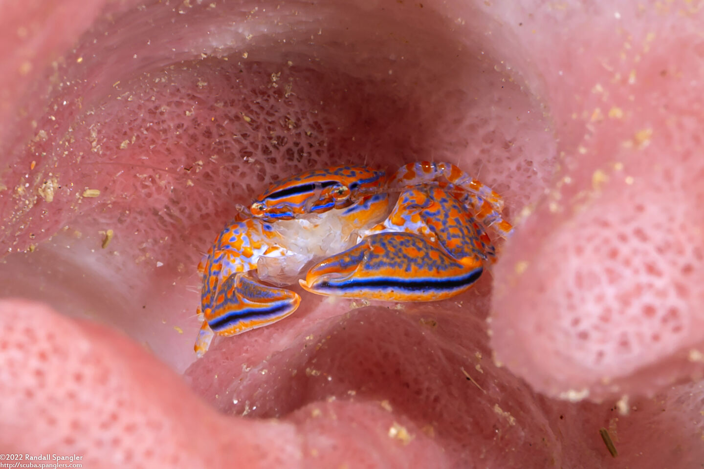 Aliaporcellana spongicola (Porcelain Crab)