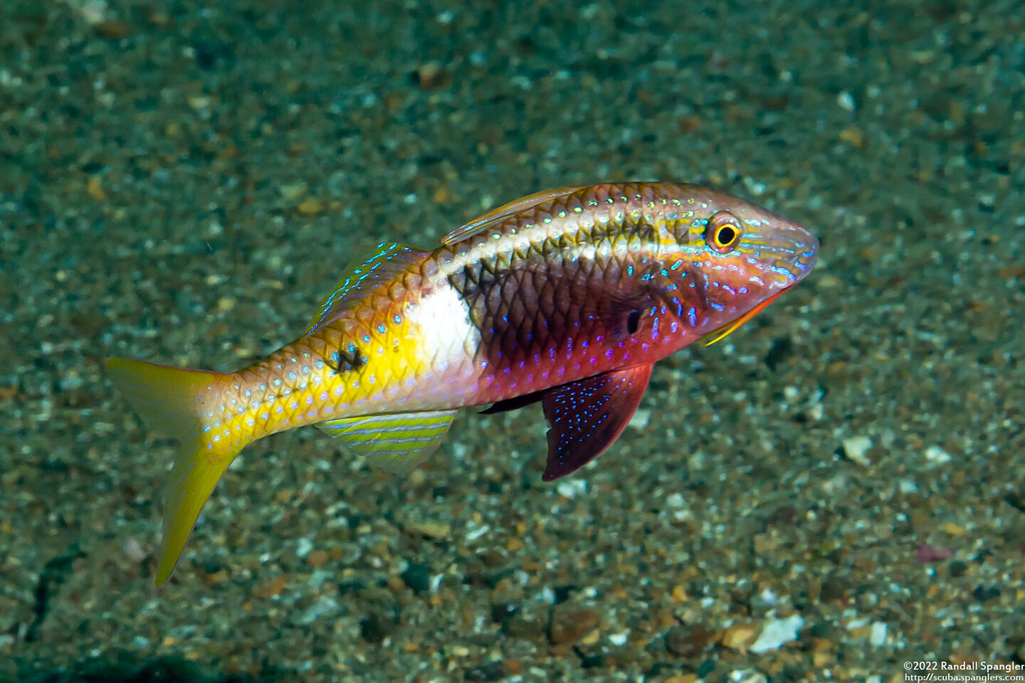 Parupeneus barberinoides (Bicolor Goatfish)