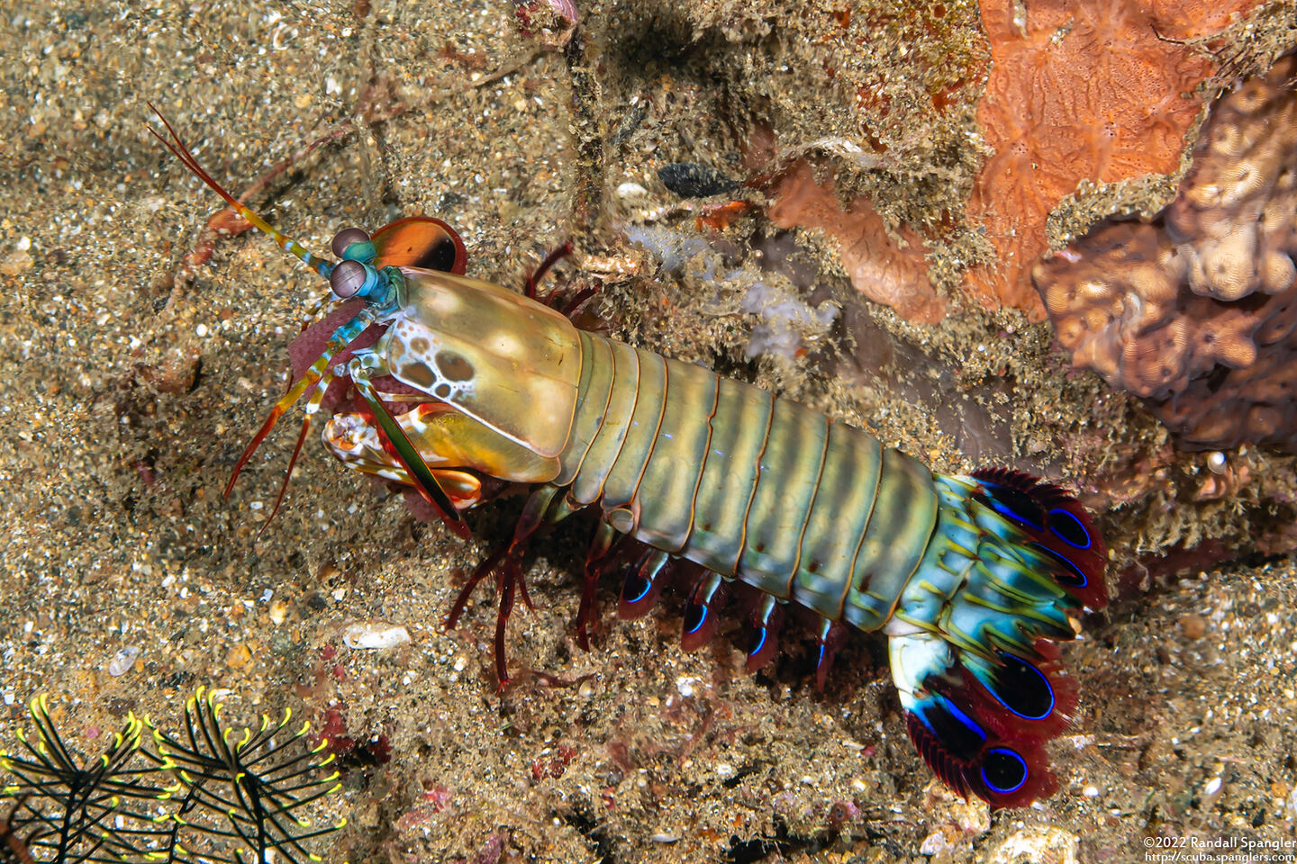Odontodactylus scyllarus (Peacock Mantis Shrimp)