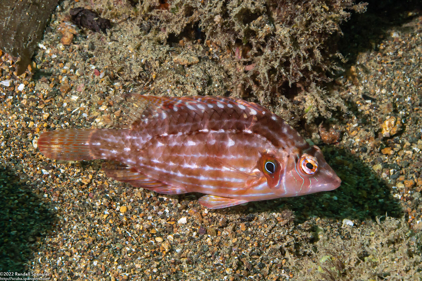 Pteragogus enneacanthus (Cockerel Wrasse)