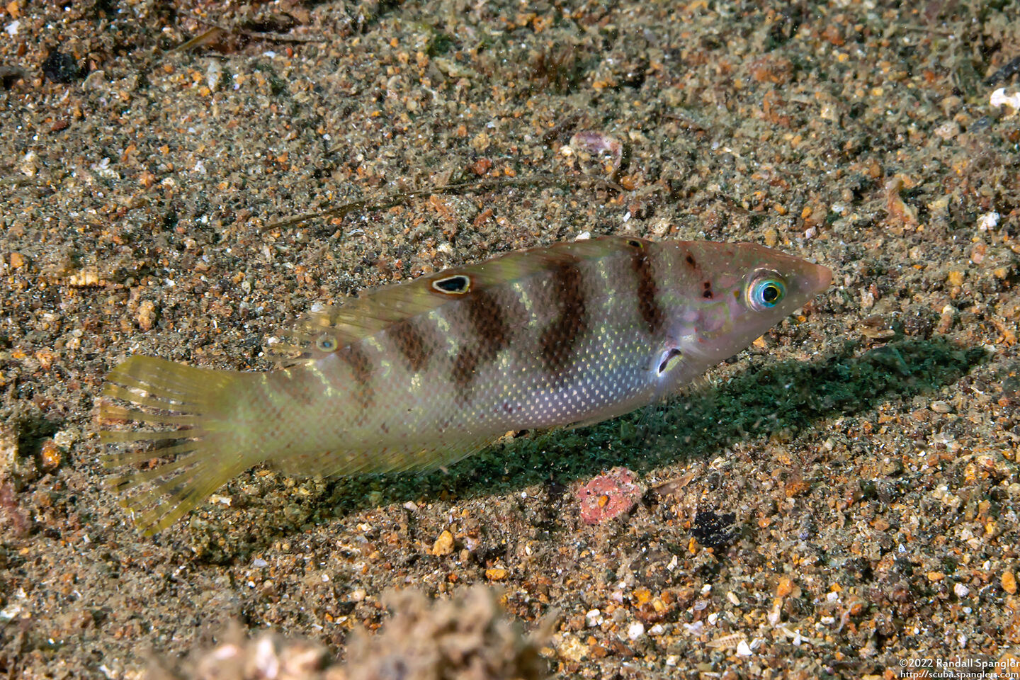 Coris batuensis (Batu Coris)