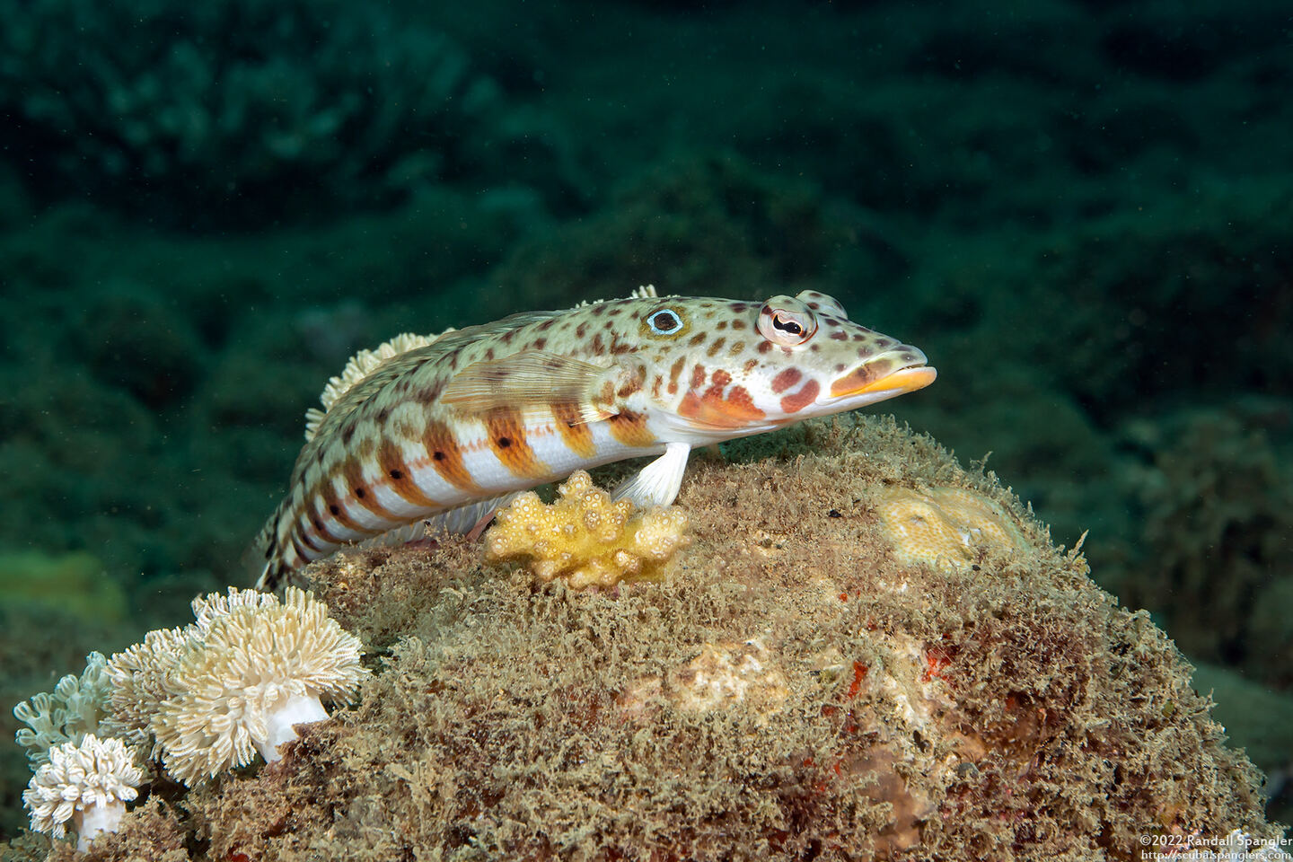 Parapercis clathrata (Latticed Sandperch)