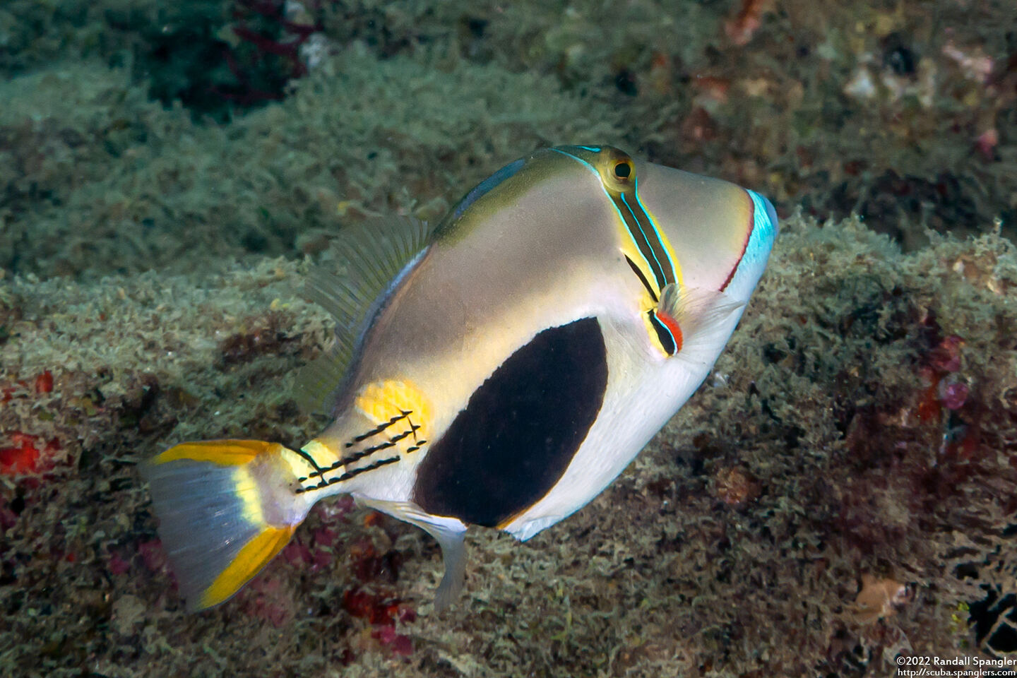Rhinecanthus verrucosus (Blackpatch Triggerfish)