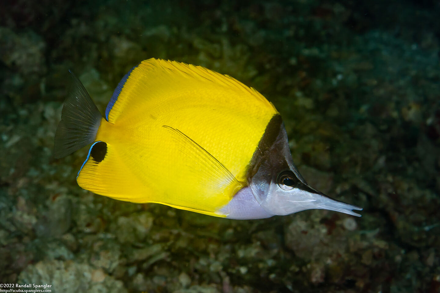 Forcipiger flavissimus (Common Longnose Butterflyfish)