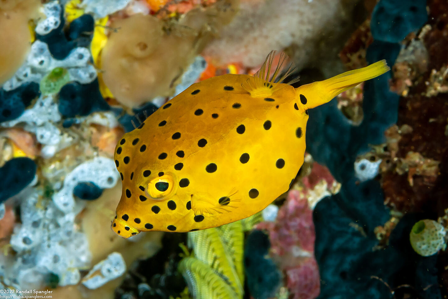 Ostracion cubicum (Yellow Boxfish)
