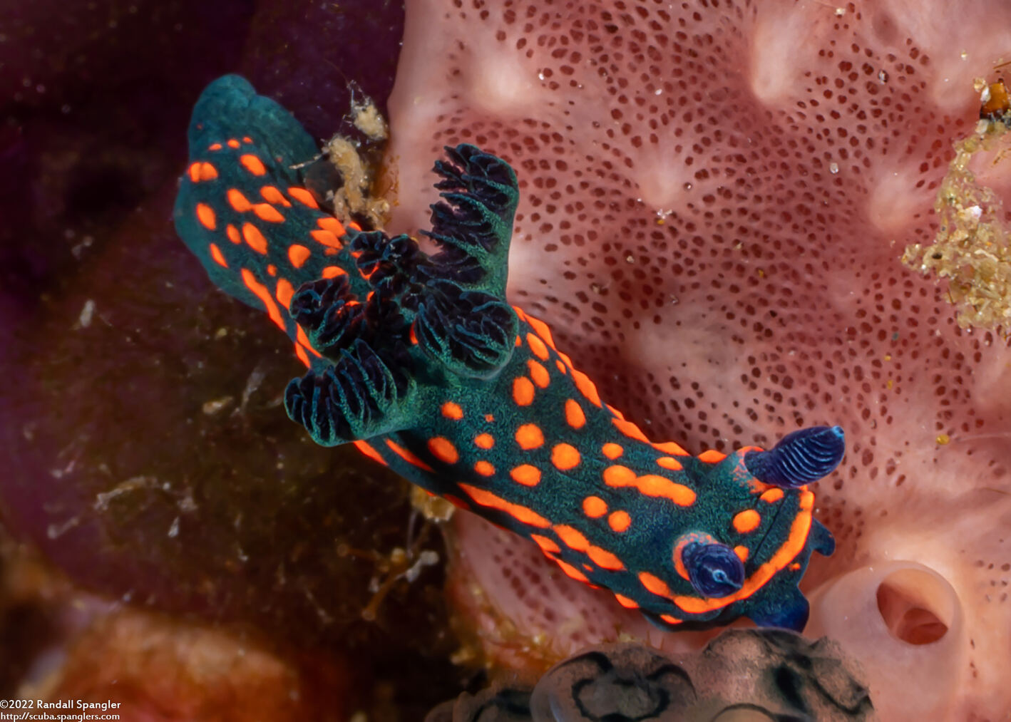 Nembrotha sp.1 (Nembrotha sp.1)