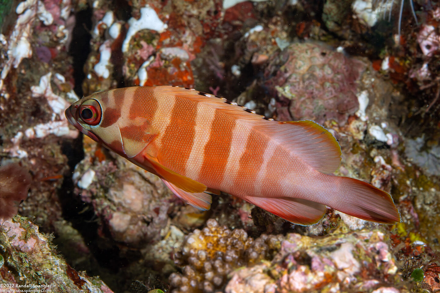 Epinephelus fasciatus (Blacktip Grouper)