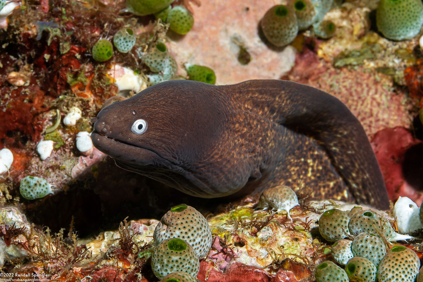 Gymnothorax thyrsoideus (White-Eyed Moray)