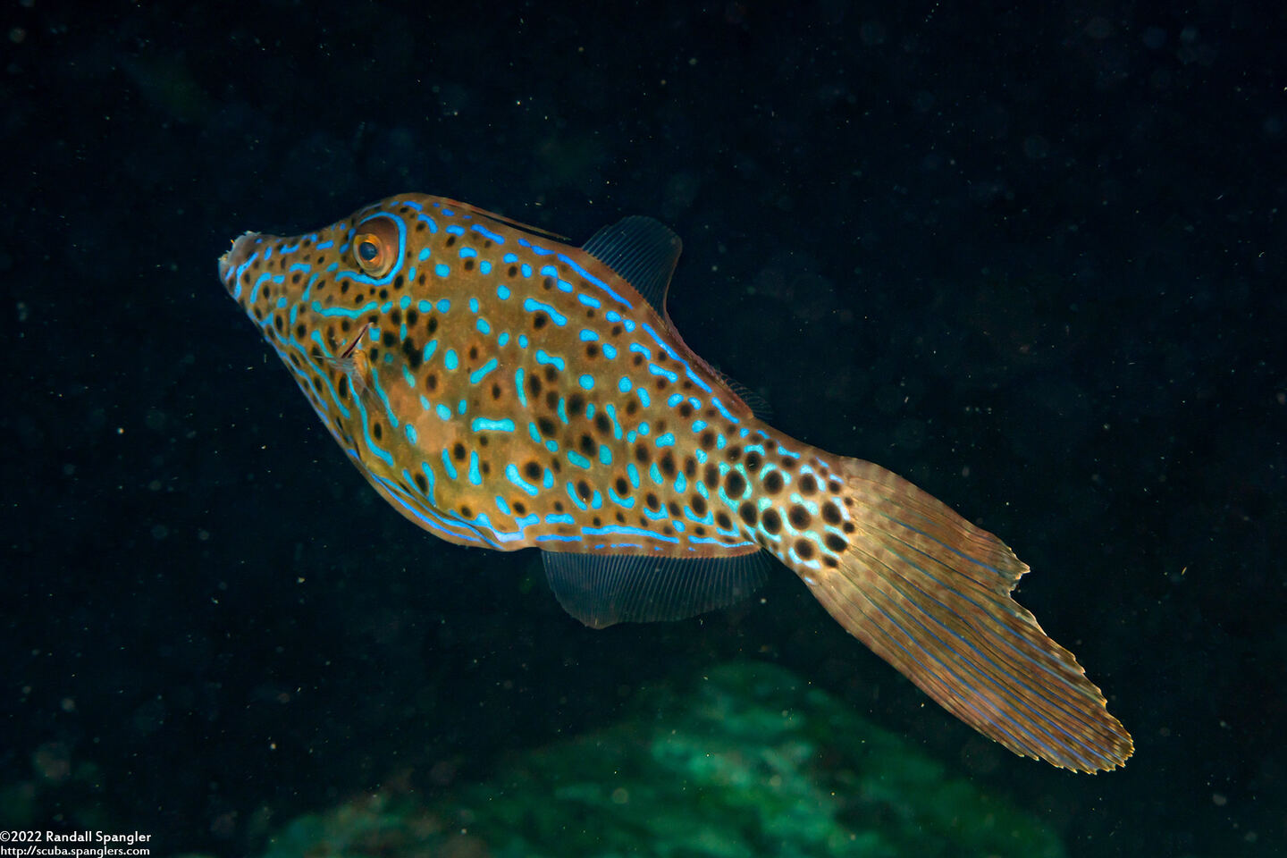 Aluterus scriptus (Scrawled Filefish)