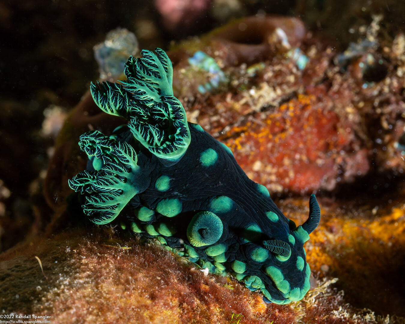 Nembrotha cristata (Crested Nembrotha)
