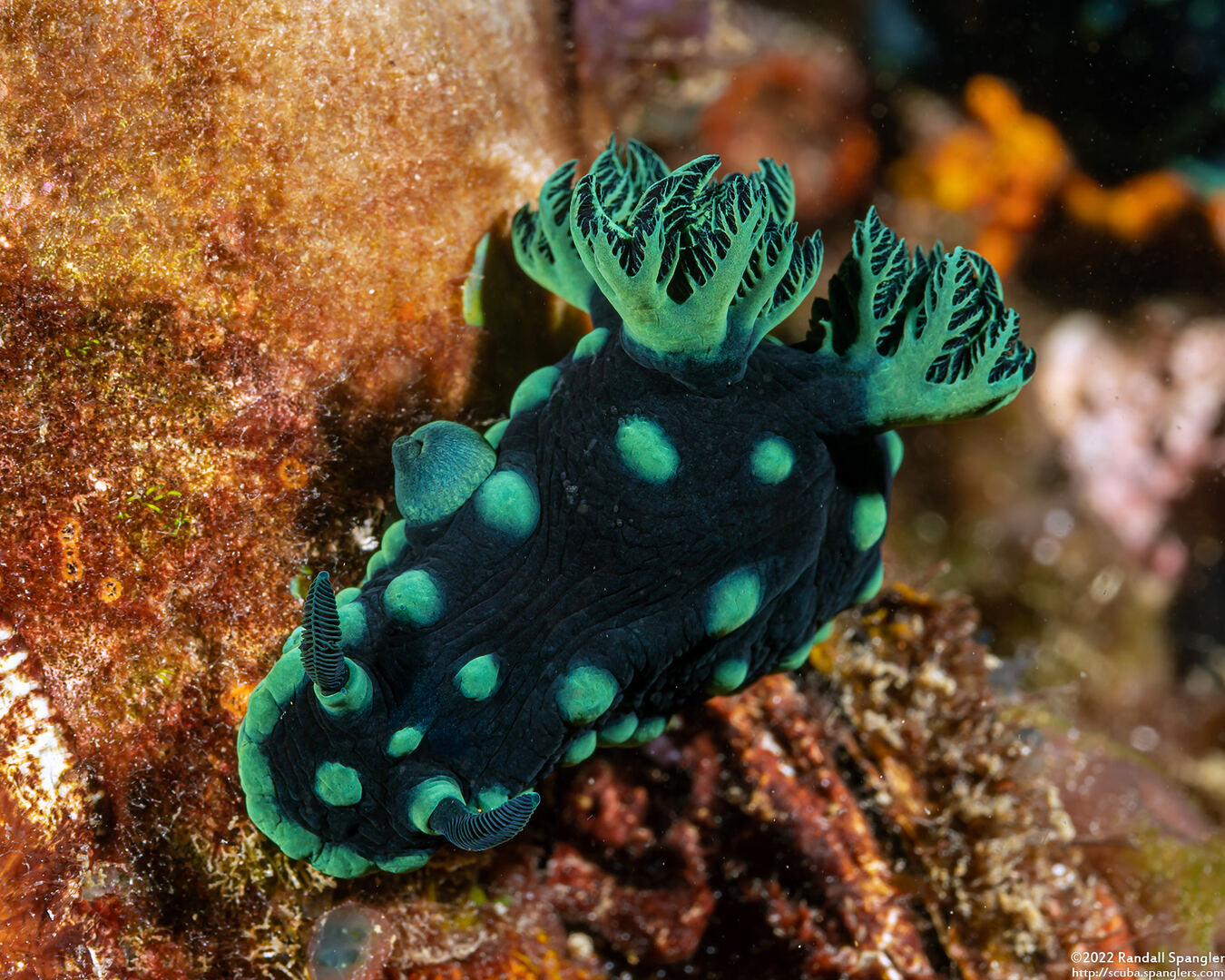 Nembrotha cristata (Crested Nembrotha)