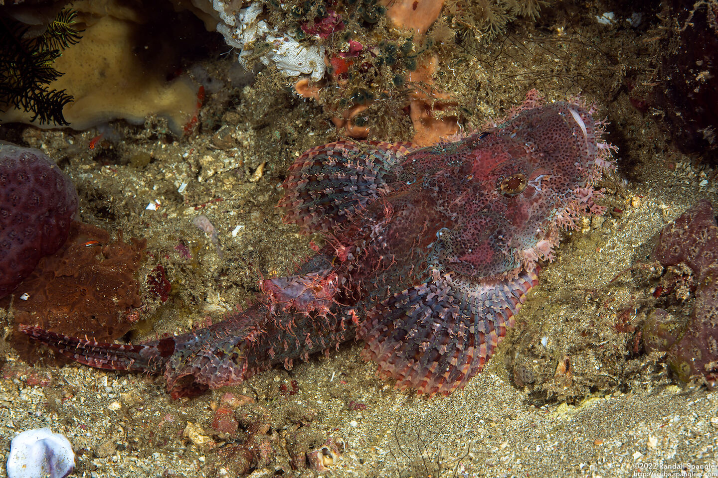Scorpaenopsis oxycephala (Tasseled Scorpionfish)