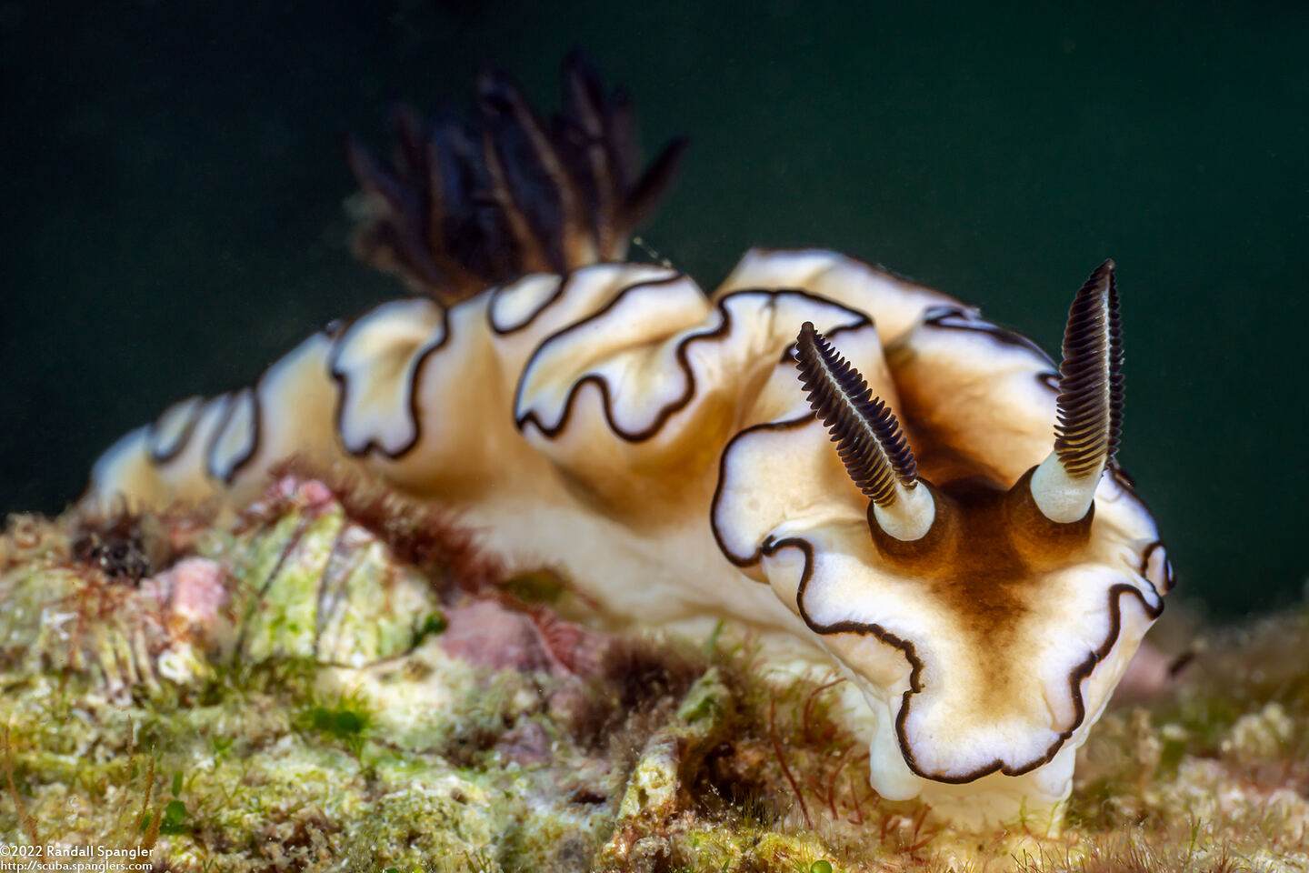 Doriprismatica atromarginata (Dark Margin Glossodoris)