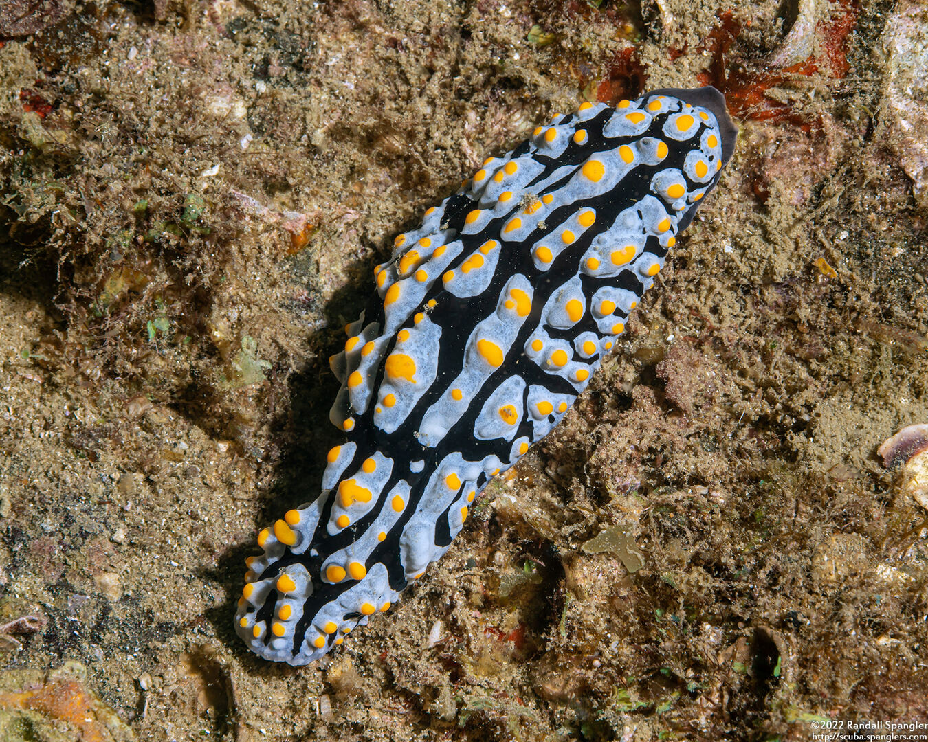 Phyllidia varicosa (Varicose Phyllidia)