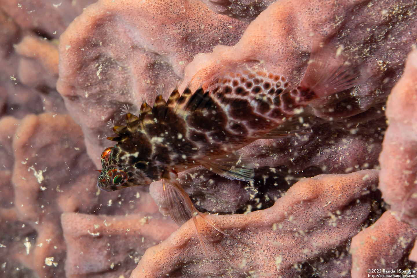 Cirrhitichthys aprinus (Threadfin Hawkfish)