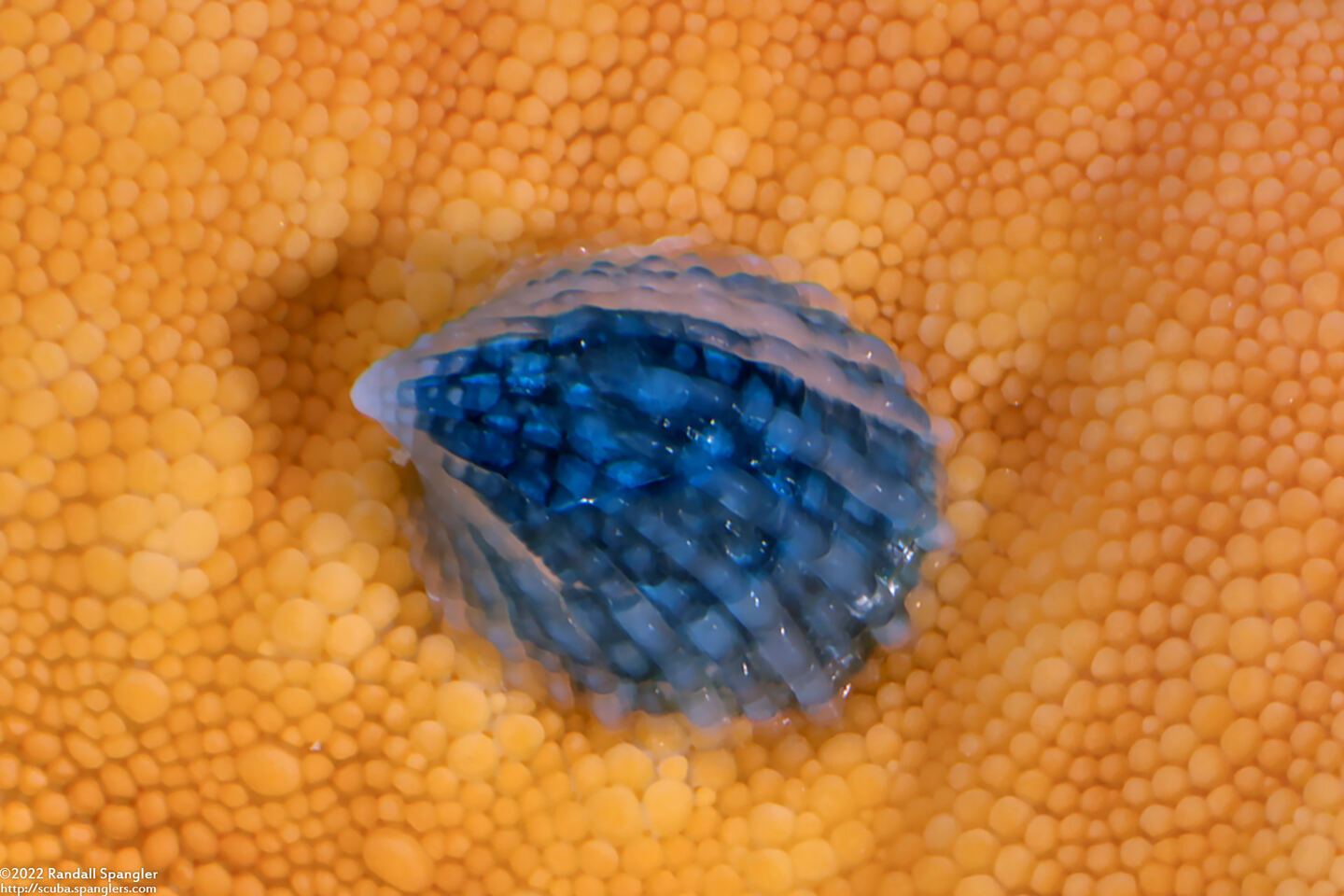 Thyca crystallina (Crystalline Starfish Snail)