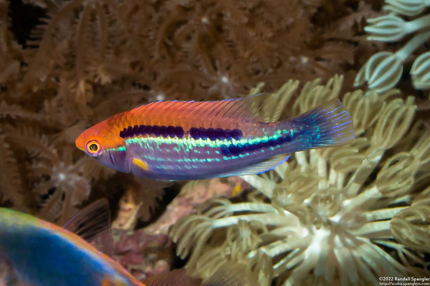Cirrhilabrus lubbocki (Yellowback Fairy Wrasse)