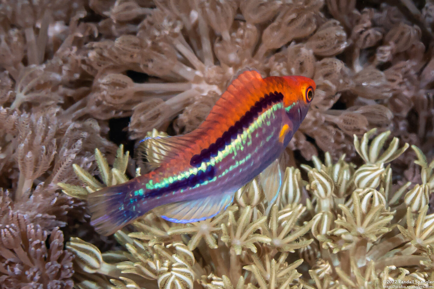Cirrhilabrus lubbocki (Yellowback Fairy Wrasse)