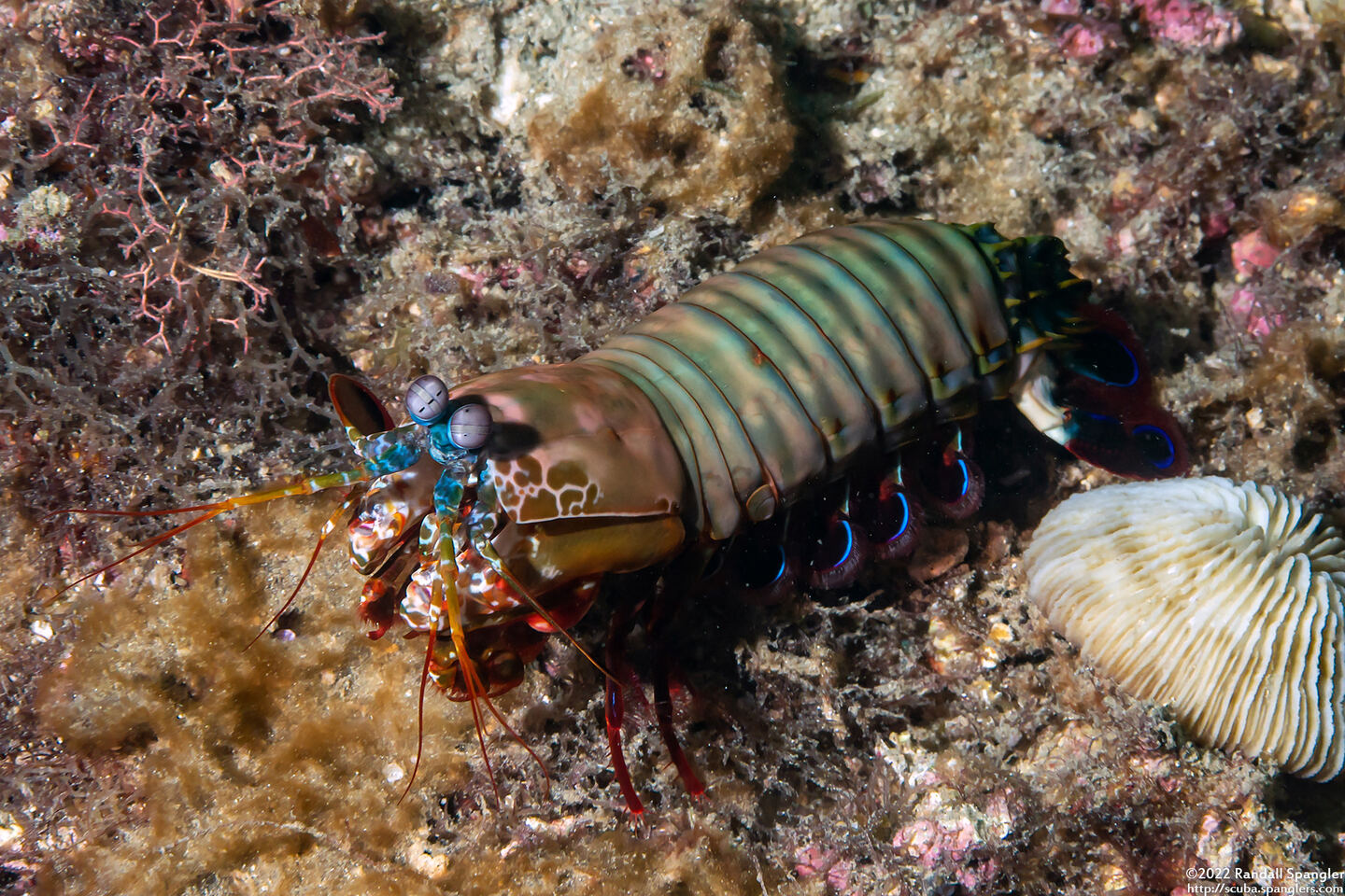 Odontodactylus scyllarus (Peacock Mantis Shrimp)