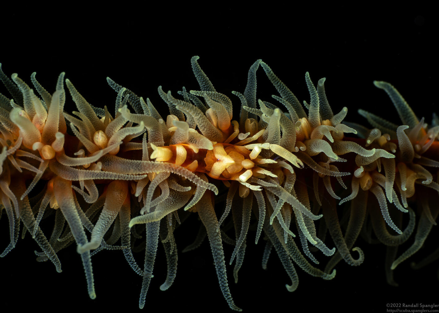 Pontonides ankeri (Barred Wire Coral Shrimp)