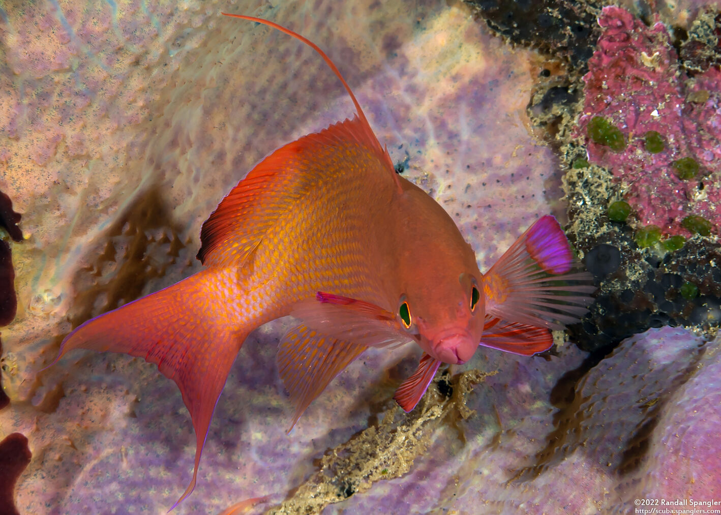 Pseudanthias squamipinnis (Scalefin Anthias)