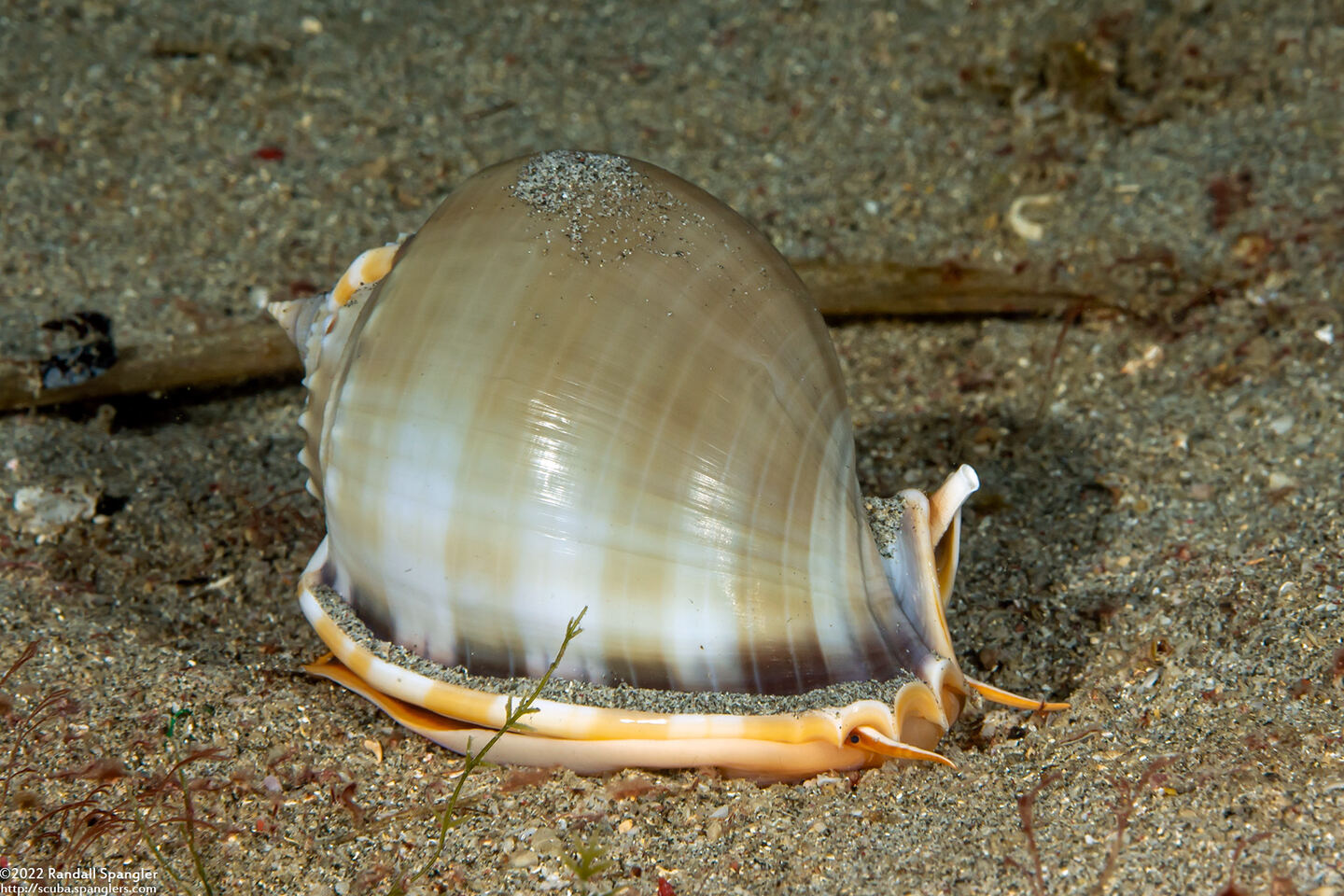 Phalium glaucum (Grey Bonnet)