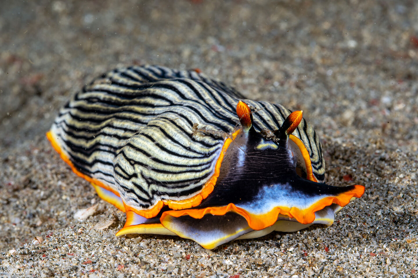 Armina sp.1 (Orange-Margined Armina)