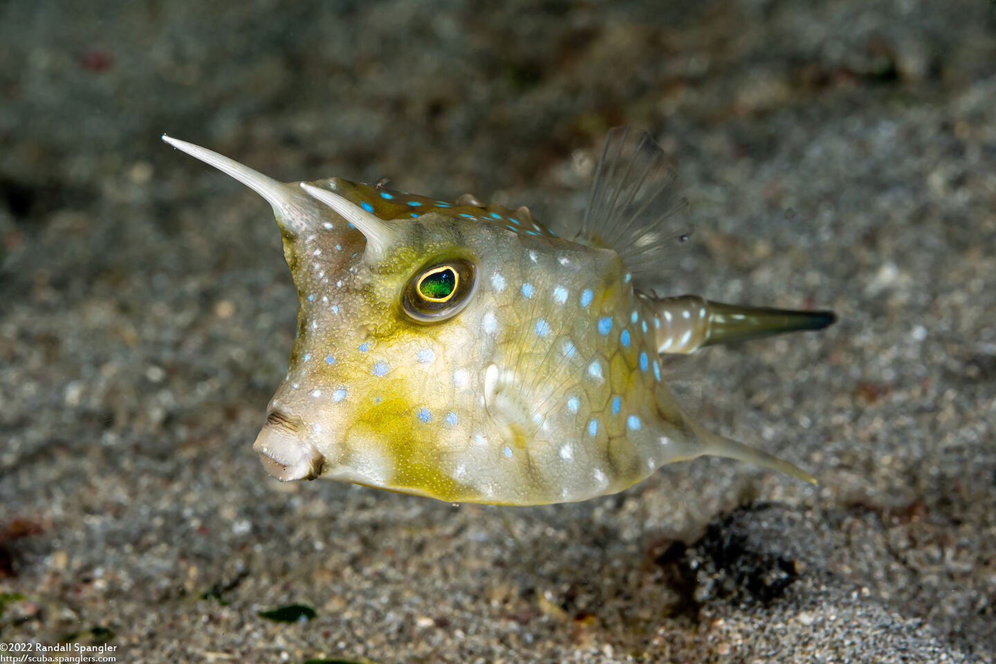 Lactoria cornuta (Longhorn Cowfish)
